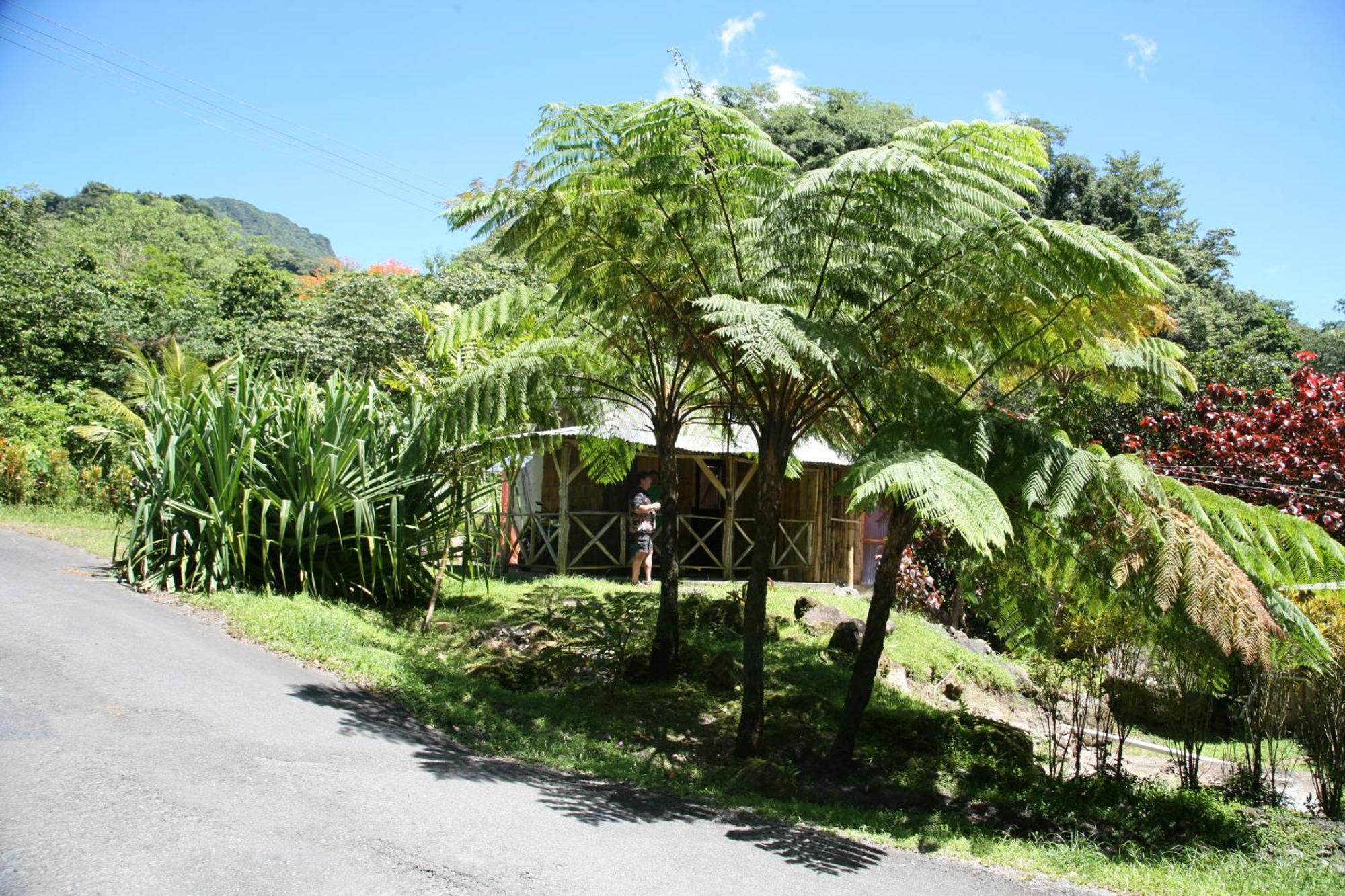 Natty Tropical Valley Roseau Eksteriør billede